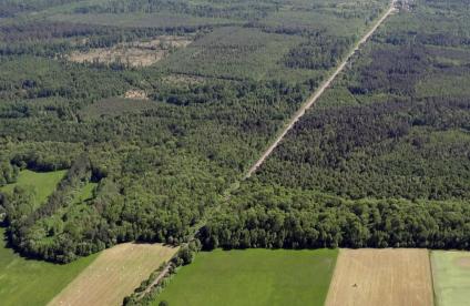 Forêt de Haguenau vue depuis Surbourg